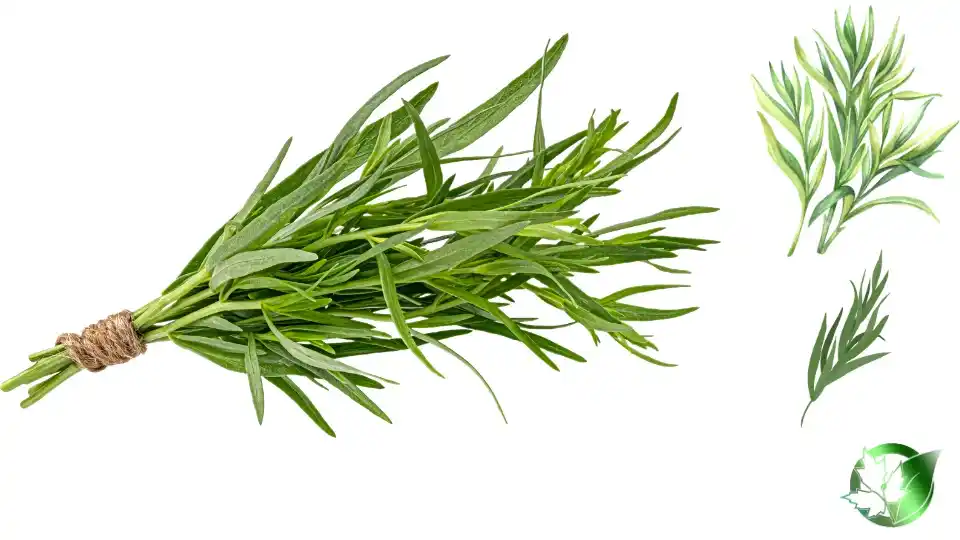 Commercial presentation of Dried Tarragon for wholesale product evaluation and buyer review.